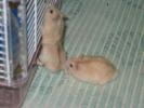 Hamster Photo Nr. 435