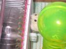 Hamster Photo Nr. 436