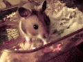 Hamster Photo Nr. 43