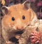 Hamster Photo Nr. 44