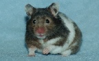 Hamster Photo Nr. 45