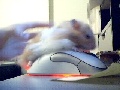 Hamster Photo Nr. 54