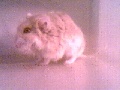 Hamster Photo Nr. 56