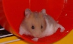 Hamster Photo Nr. 57