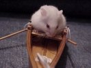 Hamster Photo Nr. 61