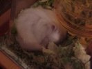 Hamster Photo Nr. 63