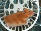 Hamster Photo Nr. 64