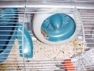 Hamster Photo Nr. 65