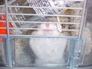 Hamster Photo Nr. 66