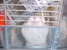 Hamster Photo Nr. 66