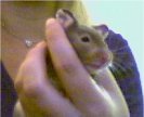 Hamster Photo Nr. 67