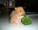 Hamster Photo Nr. 68