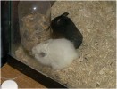 Hamster Photo Nr. 69