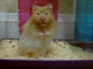 Hamster Photo Nr. 71