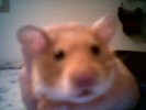 Hamster Photo Nr. 72