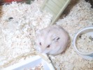 Hamster Photo Nr. 73
