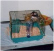 Hamster Photo Nr. 74