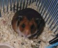 Hamster Photo Nr. 75