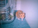 Hamster Photo Nr. 76