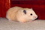 Hamster Photo Nr. 77