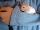 Hamster Photo Nr. 78