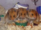 Hamster Photo Nr. 79