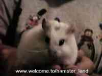 Hamster Photo Nr. 7