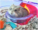 Hamster Photo Nr. 80