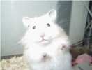 Hamster Photo Nr. 82