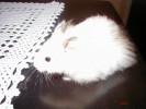 Hamster Photo Nr. 83