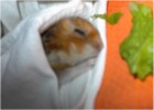 Hamster Photo Nr. 85