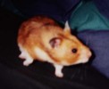 Hamster Photo Nr. 87