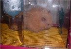 Hamster Photo Nr. 89