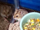 Hamster Photo Nr. 90