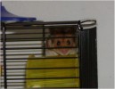 Hamster Photo Nr. 92