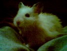 Hamster Photo Nr. 94