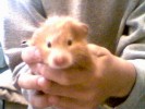 Hamster Photo Nr. 95