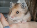 Hamster Photo Nr. 96