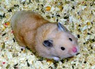 Hamster Photo Nr. 97