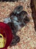 Hamster Photo Nr. 98