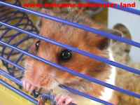 Hamster Photo Nr. 9